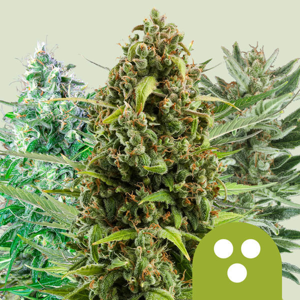 Autoflower Mix (Royal Queen Seeds) Feminisoidut