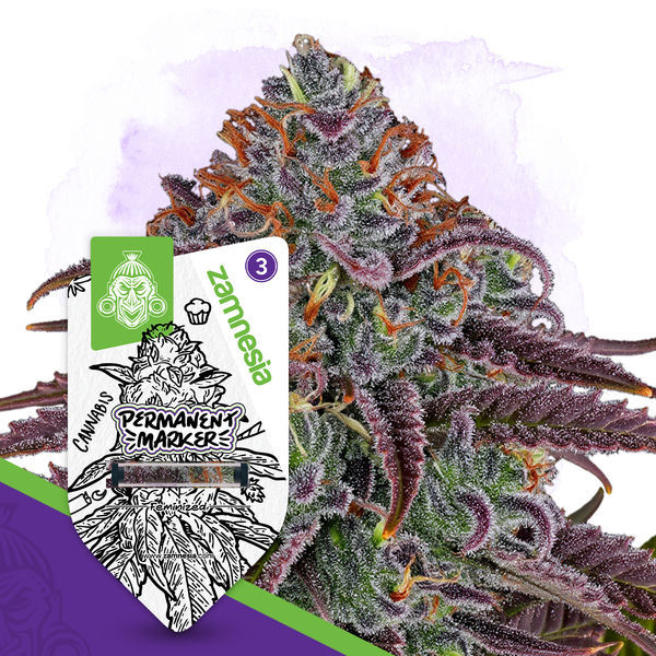 Permanent Marker (Zamnesia Seeds) Feminisoidut