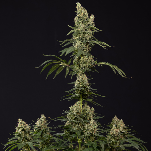 Permanent Marker (Zamnesia Seeds) Feminisoidut