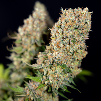 Permanent Marker (Zamnesia Seeds) Feminisoidut