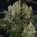 Permanent Marker (Zamnesia Seeds) Feminisoidut
