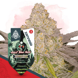 Ghost Train Haze Auto (Zamnesia Seeds) feminisoidut kannabiksen siemenet
