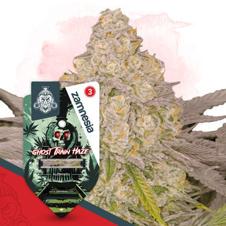 Ghost Train Haze Autoflower (Zamnesia Seeds) Feminisoidut