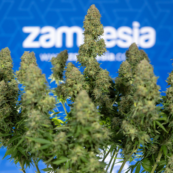 Ghost Train Haze Autoflower (Zamnesia Seeds) Feminisoidut