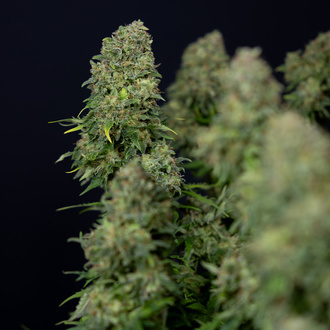 Ghost Train Haze Autoflower (Zamnesia Seeds) Feminisoidut