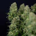 Ghost Train Haze Autoflower (Zamnesia Seeds) Feminisoidut