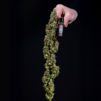 Ghost Train Haze Autoflower (Zamnesia Seeds) Feminisoidut