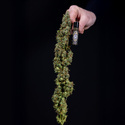 Ghost Train Haze Autoflower (Zamnesia Seeds) Feminisoidut