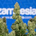 Ghost Train Haze Autoflower (Zamnesia Seeds) Feminisoidut