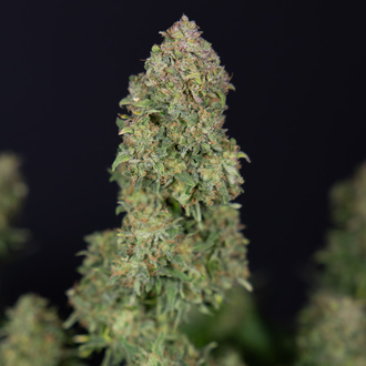 Ghost Train Haze Autoflower (Zamnesia Seeds) Feminisoidut