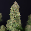 Ghost Train Haze Autoflower (Zamnesia Seeds) Feminisoidut