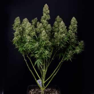 Ghost Train Haze Autoflower (Zamnesia Seeds) Feminisoidut