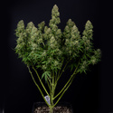 Ghost Train Haze Autoflower (Zamnesia Seeds) Feminisoidut