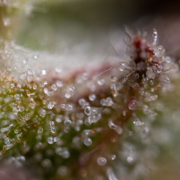 Ghost Train Haze Autoflower (Zamnesia Seeds) Feminisoidut
