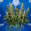 Ghost Train Haze Autoflower (Zamnesia Seeds) Feminisoidut