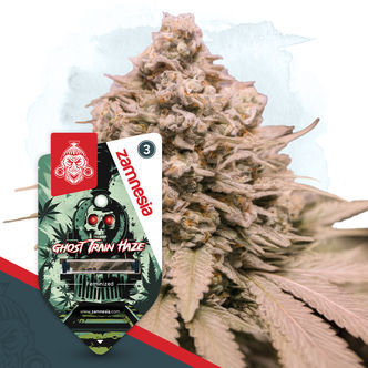 Ghost Train Haze (Zamnesia Seeds) feminisoidut kannabiksen siemenet
