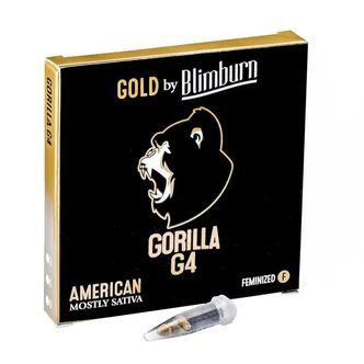 Gorilla Glue 4 (Blimburn Seeds) feminisoidut