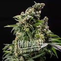 Cafe Racer Auto (Blimburn Seeds) Feminisoidut