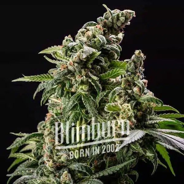 Cafe Racer Auto (Blimburn Seeds) Feminisoidut