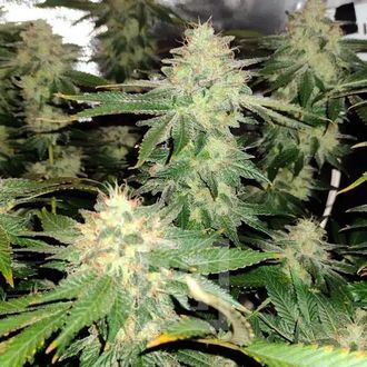 Blackberry Moonrocks (Blimburn Seeds) Feminisoidut