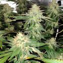Blackberry Moonrocks (Blimburn Seeds) Feminisoidut