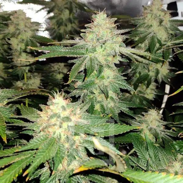 Blackberry Moonrocks (Blimburn Seeds) Feminisoidut