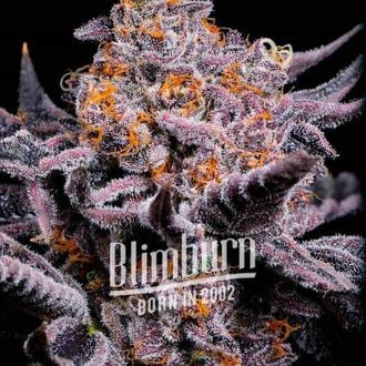 Bubble Gum Sherb (Blimburn Seeds) Feminisoidut