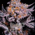 Bubble Gum Sherb (Blimburn Seeds) Feminisoidut