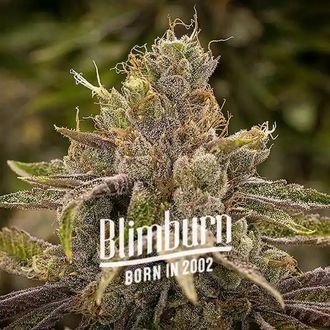 Permanent Marker (Blimburn Seeds) Feminisoidut