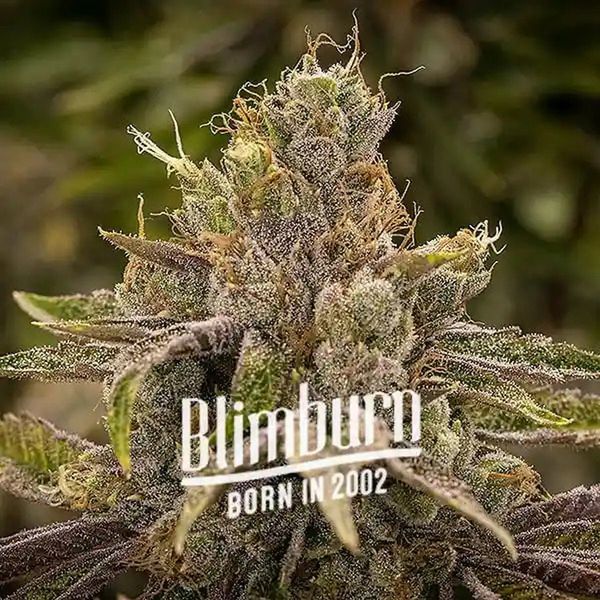 Permanent Marker (Blimburn Seeds) Feminisoidut