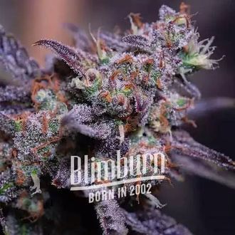 Blackberry Moonstones Auto (Blimburn Seeds) Feminisoidut