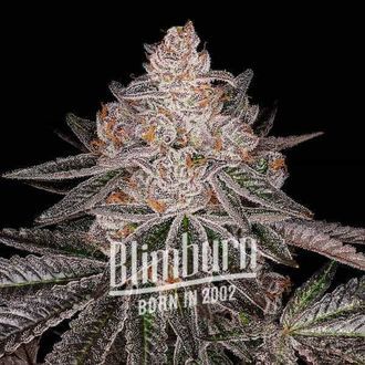 Apple Fritter Auto (Blimburn Seeds) Feminisoidut