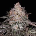 Apple Fritter Auto (Blimburn Seeds) Feminisoidut