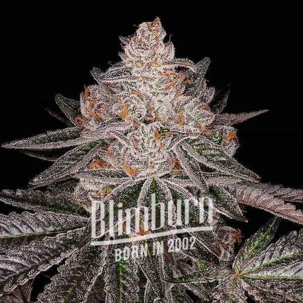 Apple Fritter Auto (Blimburn Seeds) Feminisoidut