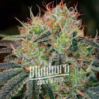 Fat Bastard Auto (Blimburn Seeds) Feminisoidut