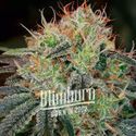 Fat Bastard Auto (Blimburn Seeds) Feminisoidut