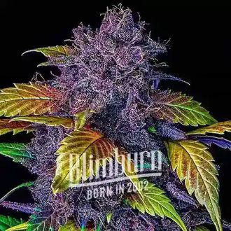 Purple Lemonade Auto (Blimburn Seeds) Feminisoidut
