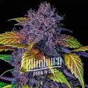 Purple Lemonade Auto (Blimburn Seeds) Feminisoidut