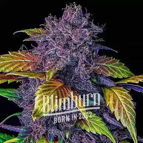 Purple Lemonade Auto (Blimburn Seeds) Feminisoidut