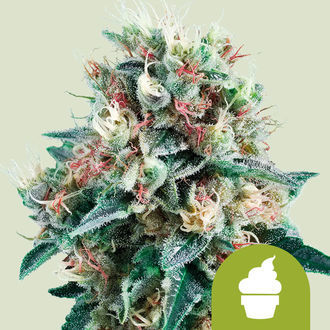 Royal Creamatic (Royal Queen Seeds) Feminisoidut