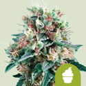 Royal Creamatic (Royal Queen Seeds) Feminisoidut