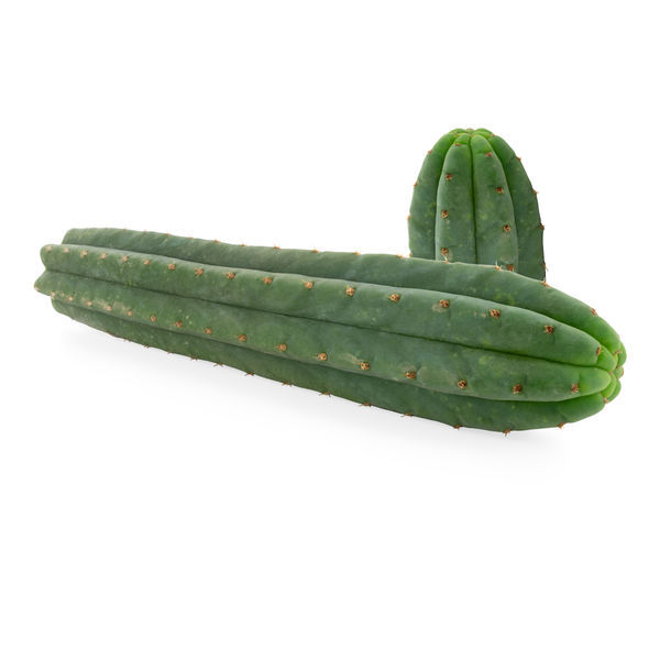 7-uurteinen San Pedro (Echinopsis pachanoi)