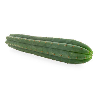7-uurteinen San Pedro (Echinopsis pachanoi)
