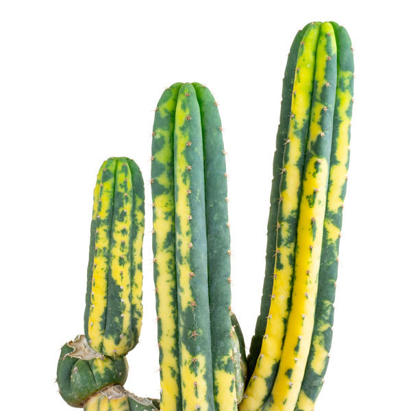 San Pedro -kaktus, kirjavalehtinen (Echinopsis pachanoi variegata) Buenavista