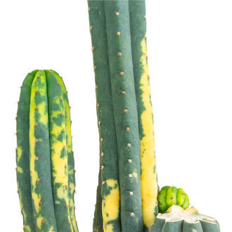 San Pedro -kaktus, kirjavalehtinen (Echinopsis pachanoi variegata) Buenavista