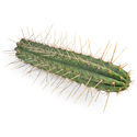 Perulainen torch -kaktus XL (Echinopsis peruviana)
