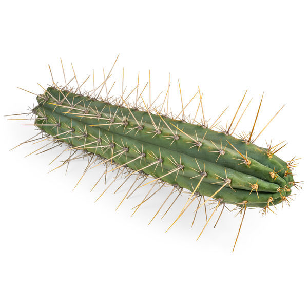 Perulainen torch -kaktus XL (Echinopsis peruviana)