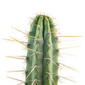 Perulainen torch -kaktus XL (Echinopsis peruviana)
