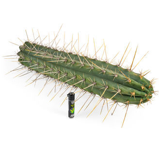 Perulainen torch -kaktus XL (Echinopsis peruviana)