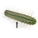 Perulainen torch -kaktus XL (Echinopsis peruviana)